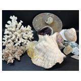 Large Coral Formation, Conch Shell , Seashell &