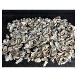COQUINA CLAM SHELLS SMALL STERILITE TOTE FULL