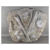 Orthoceras & Ammonite Cephalopod Fossil Piece