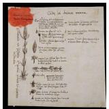 [Linnaeus] 17th c. Manuscript Study of Grain