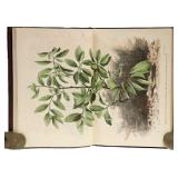 Coca and its Therapeutic Application