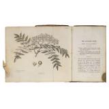 [19th c. Forestry, Illustration]