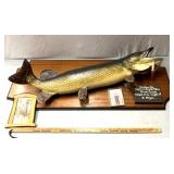 Vintage northern Pike 21 pounds 42 inches length