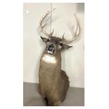 10 Point wall mounted buck/deer