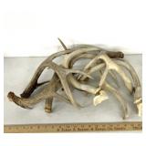 Deer antler sheds