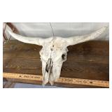 Primitive longhorn European mount