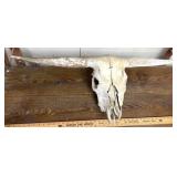 Vintage longhorn European mount