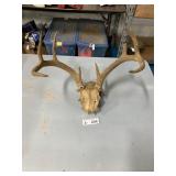 Deer Antlers