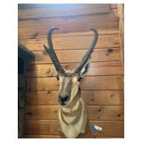 Pronghorn Antelope Mount