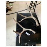 Deer Antlers