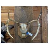 Deer Antlers 8pt