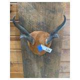 Pronghorn Antelope Antlers