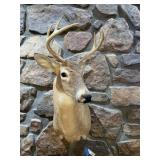 Deer Mount 8pt?