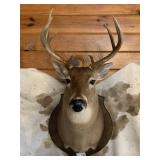 Deer Mount 8pt