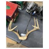 Deer Antlers 8pt