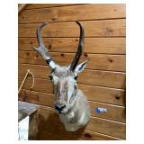 Pronghorn Antelope Mount