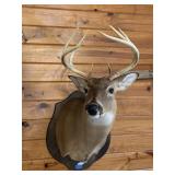Deer Mount 8pt