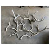 Deer Skull & Antlers