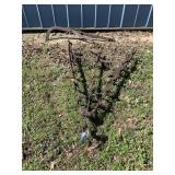 Vintage Horse Drawn Spike Tooth Harrow