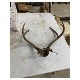 Deer Antlers