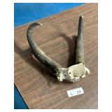 Pronghorn Antelope Horn