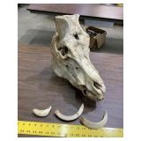 Wild Boar Skull