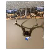 Deer Antlers 5pt