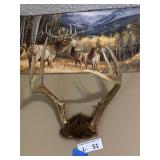 Deer Antlers 8pt