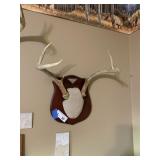 Deer Antlers 6pt