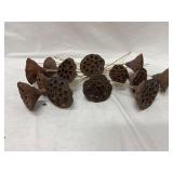 Various Sizes of Lotus Pods
