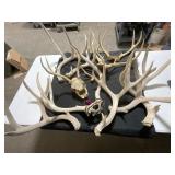 Deer Antlers and Skulls