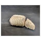 Fossilized Mammoth Molar Fragment