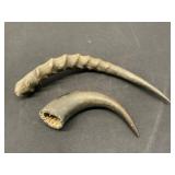 Impala and Water Buffalo Horns
