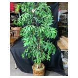 Artificial Ficus Tree in Wicker Basket