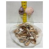Large Shell Bowl with Assorted Seashells