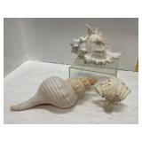 Two Seashells and Shell Night Light