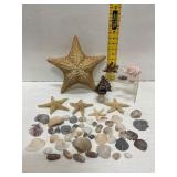 Giant Starfish and Shell Collection