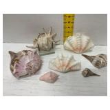 Eight Marine Seashell Specimens