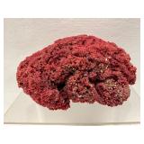 Red Coral Specimen, 9 x 7 Inches