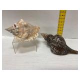 Queen Conch and Brown Horse Conch Shells
