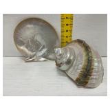 Turbo Marmoratus and Mother of Pearl Shells