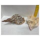 Triton Shell and Queen Conch Set