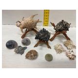 Seashell and Sea Urchin Lot
