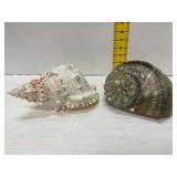 Green Turbo Marmoratus and Ramose Murex Shells