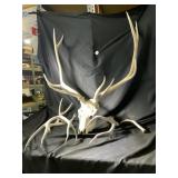 Skeletal Elk Head & Deer Antlers