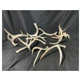 Assorted Antler Sheds
