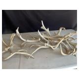 Deer Antlers