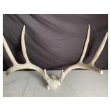 Deer Antler