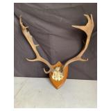 VTG Fallow Deer Skull Cap & Antler