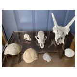 Animal & Turtle Skulls